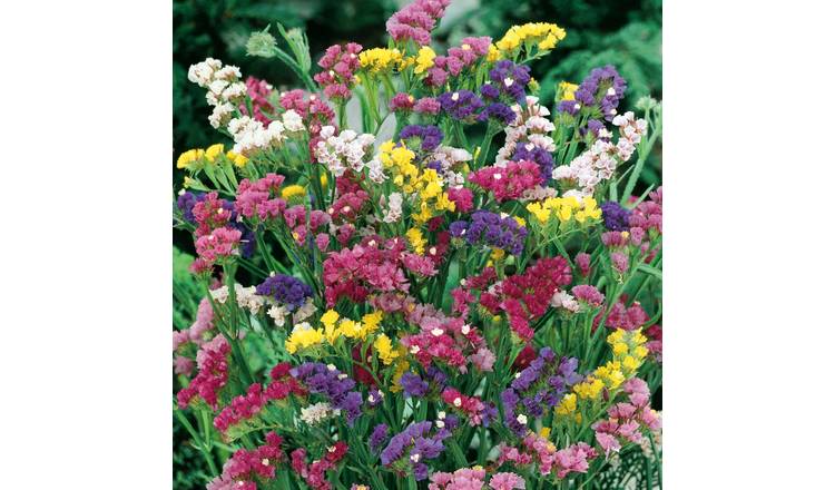 Unwins Statice Seeds 'Sea Lavender Mix' - 100 Seeds