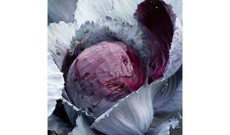 Marshalls Garden Cabbage Seeds Lodero F1 Hybrid Clubroot-Resistant  - 20 Seeds