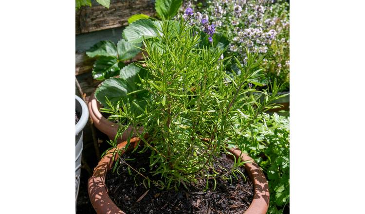 Marshalls Garden Rosemary 'Officinalis Upright' -1 Litre Plant