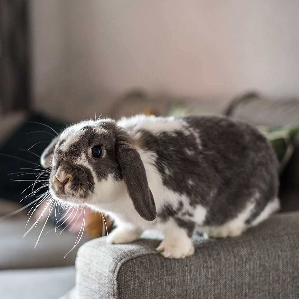 Lop