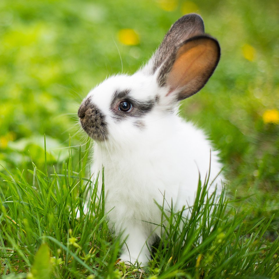 Netherland Dwarf