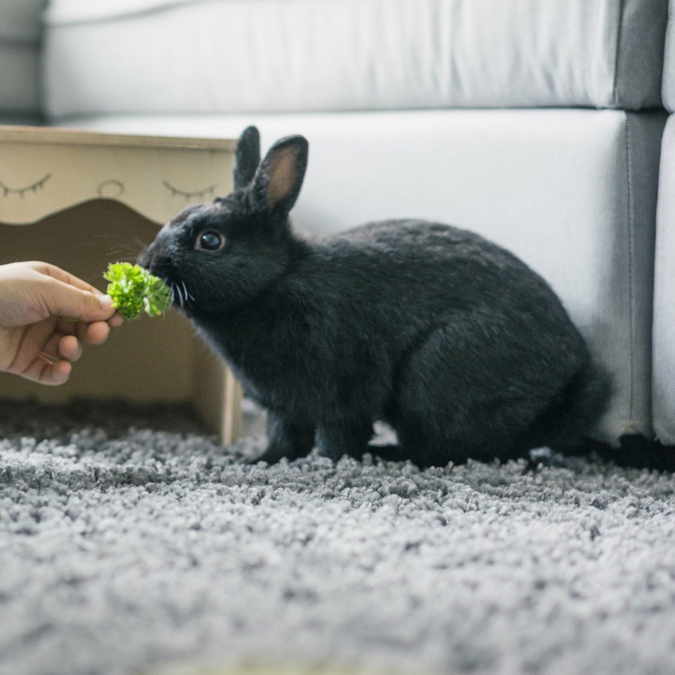 Taking care of your rabbit