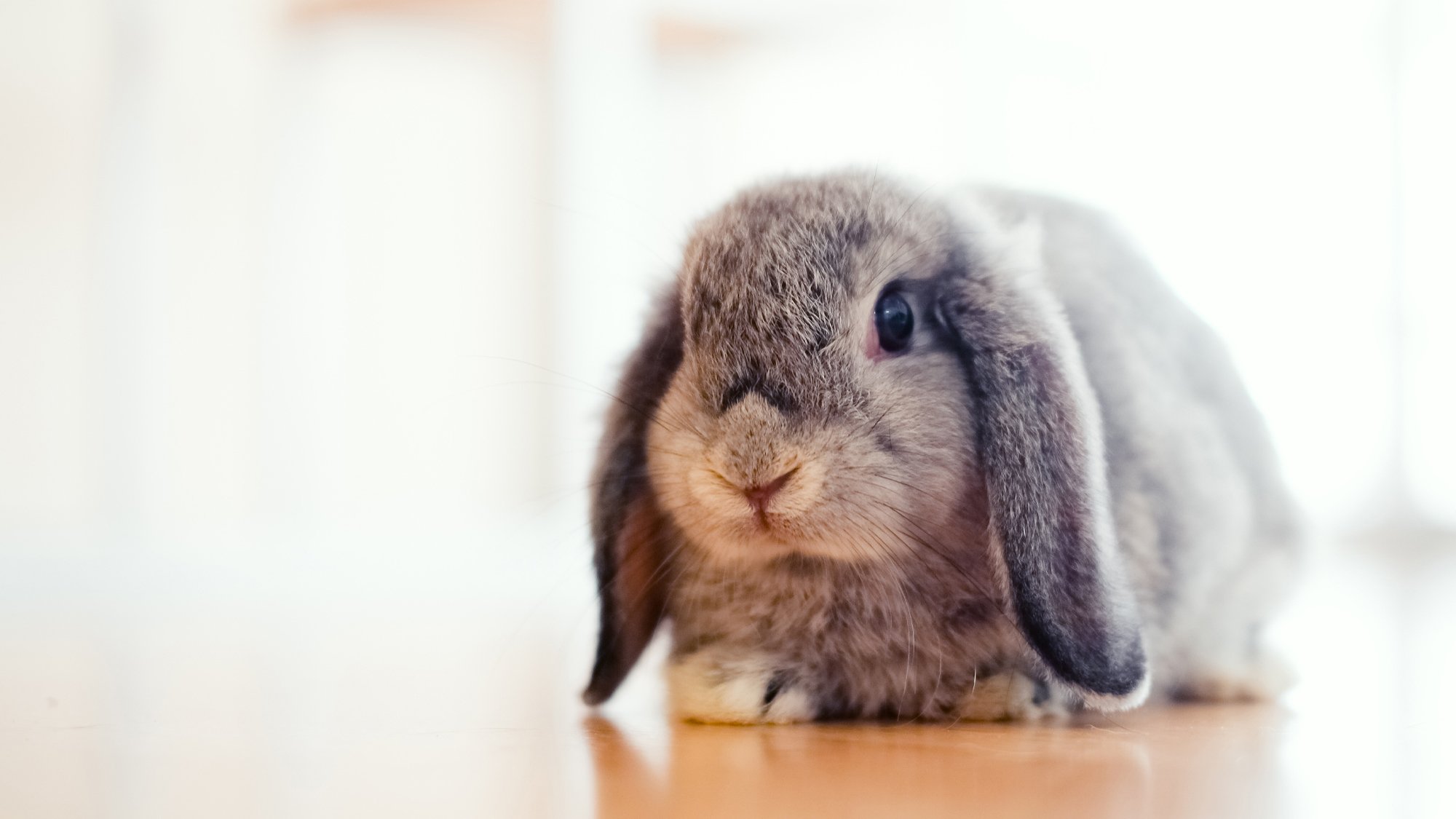 Bunny