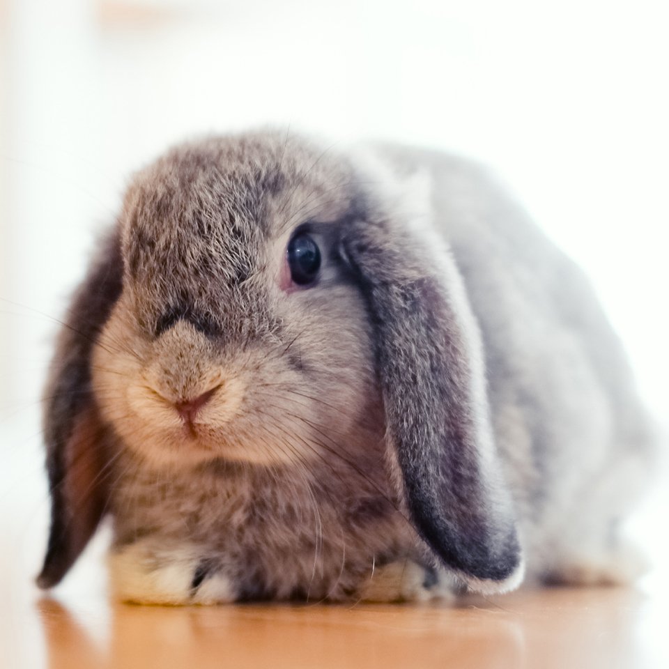 Rabbit insurance guide