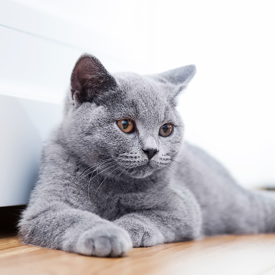 British Shorthair Cats