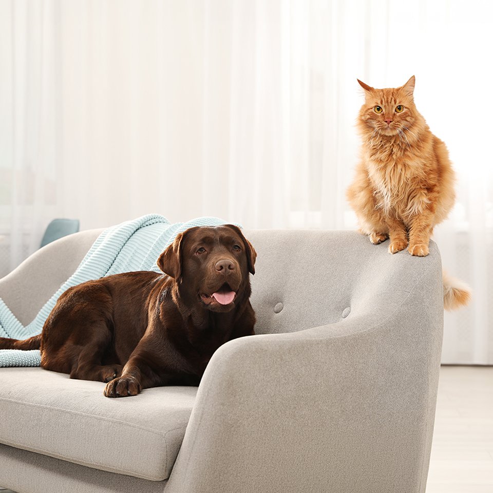 Create a pet-friendly home