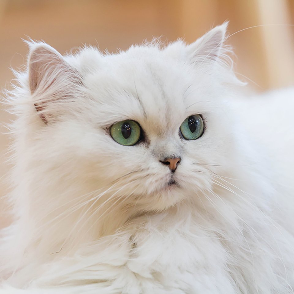 Persian Cats