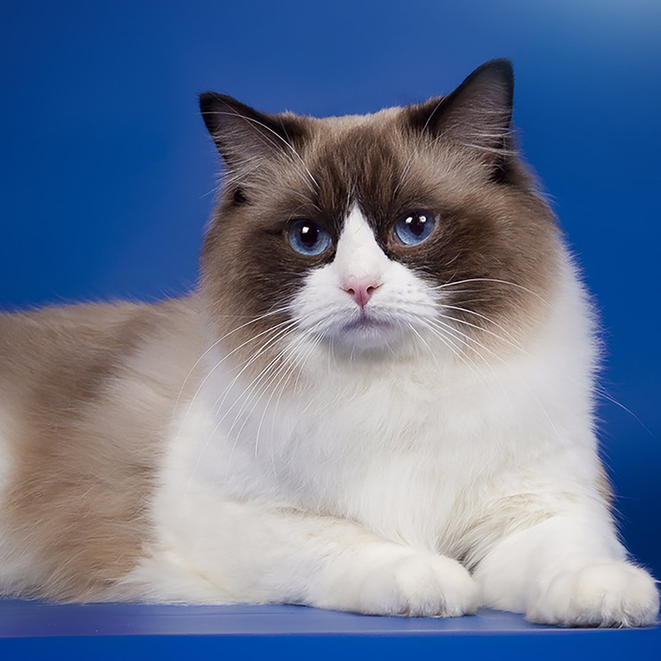 Ragdoll Cats