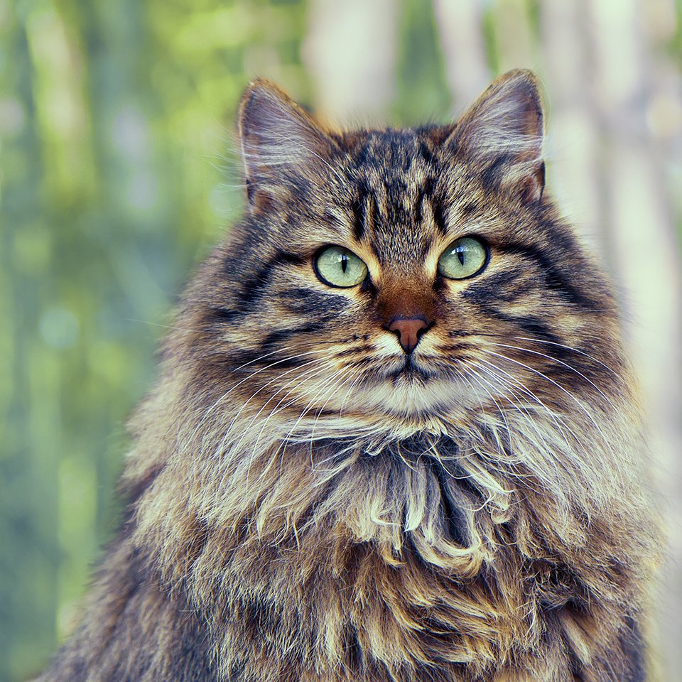 Siberian Cats