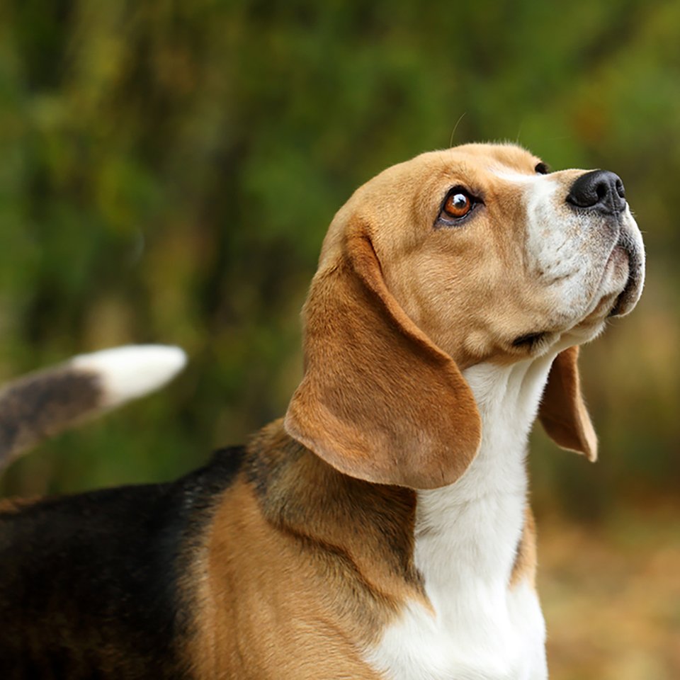 Beagle