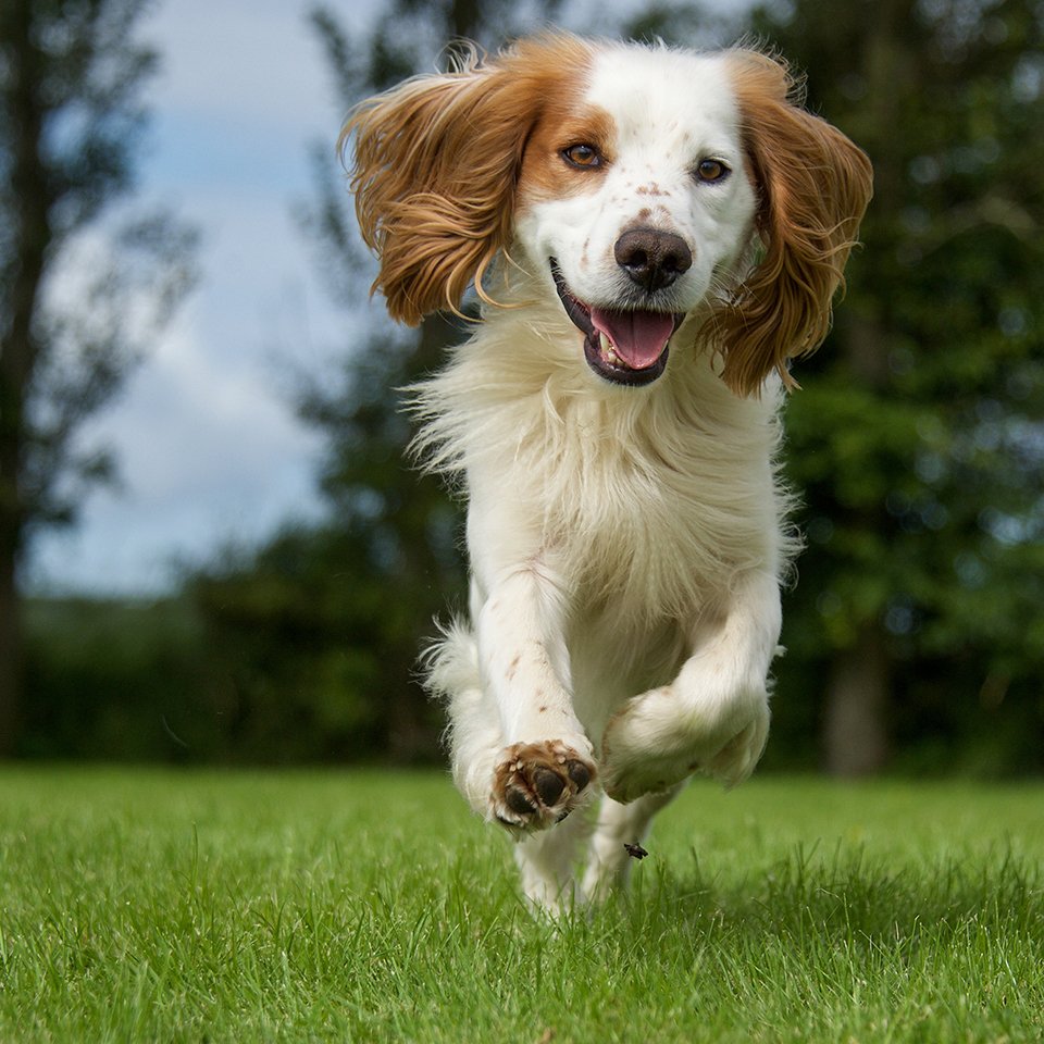 Cocker Spaniel