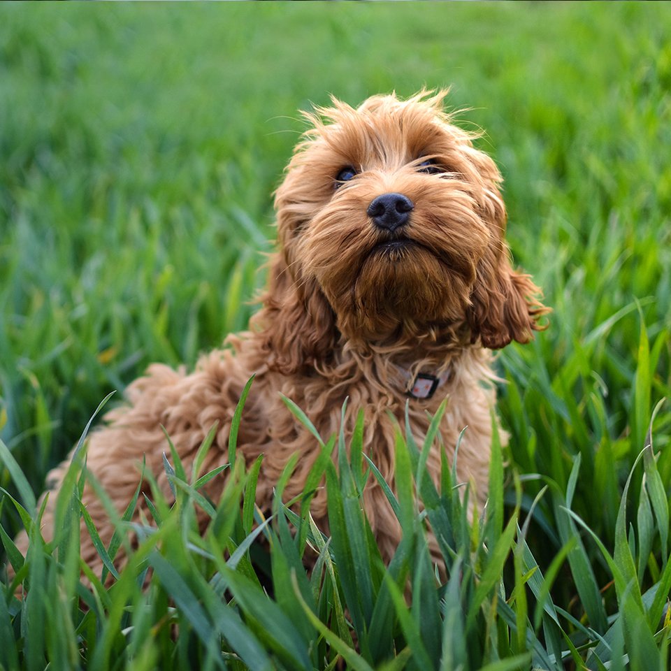 Cockapoo