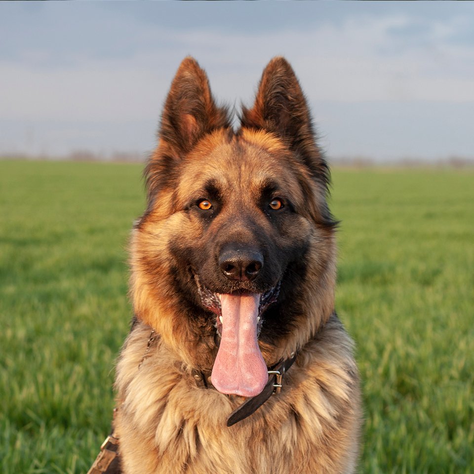 German Shepherd