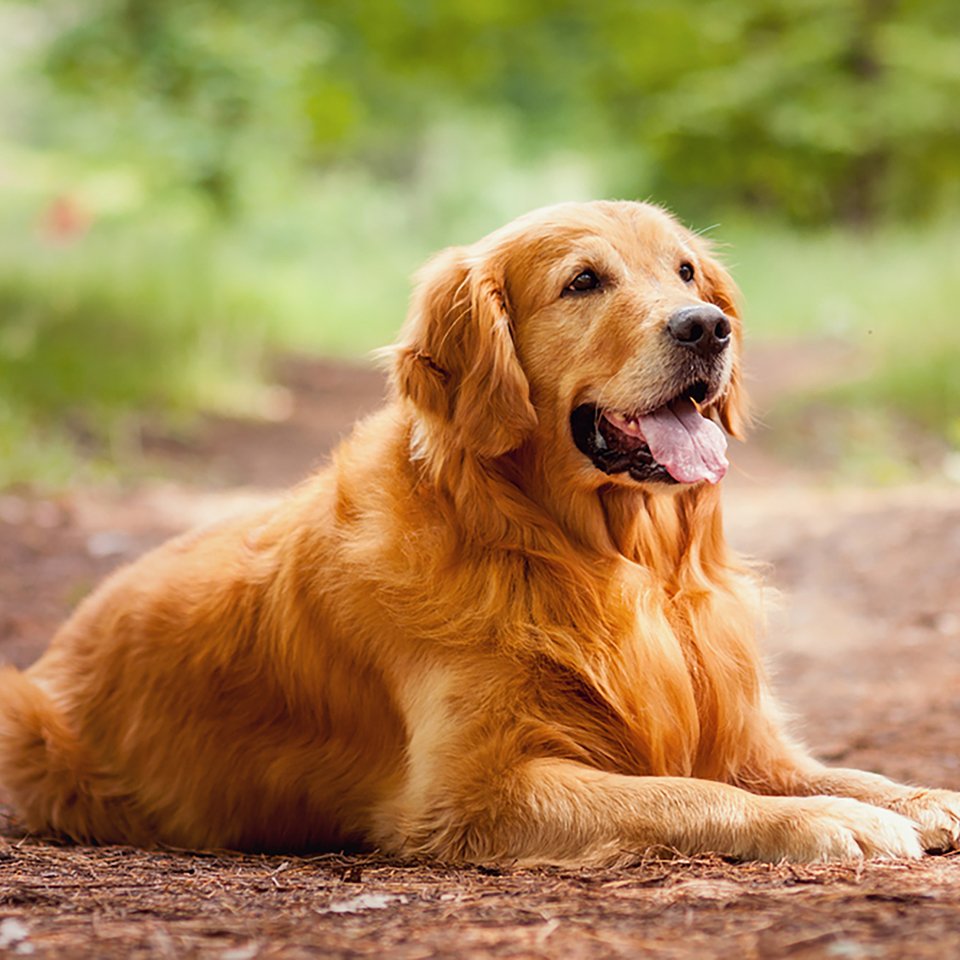 Golden Retriever