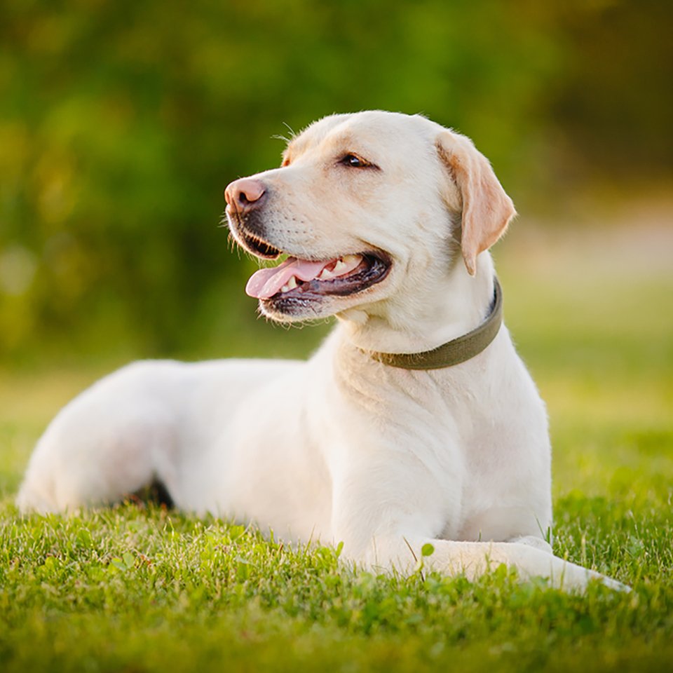 Labrador Retriever