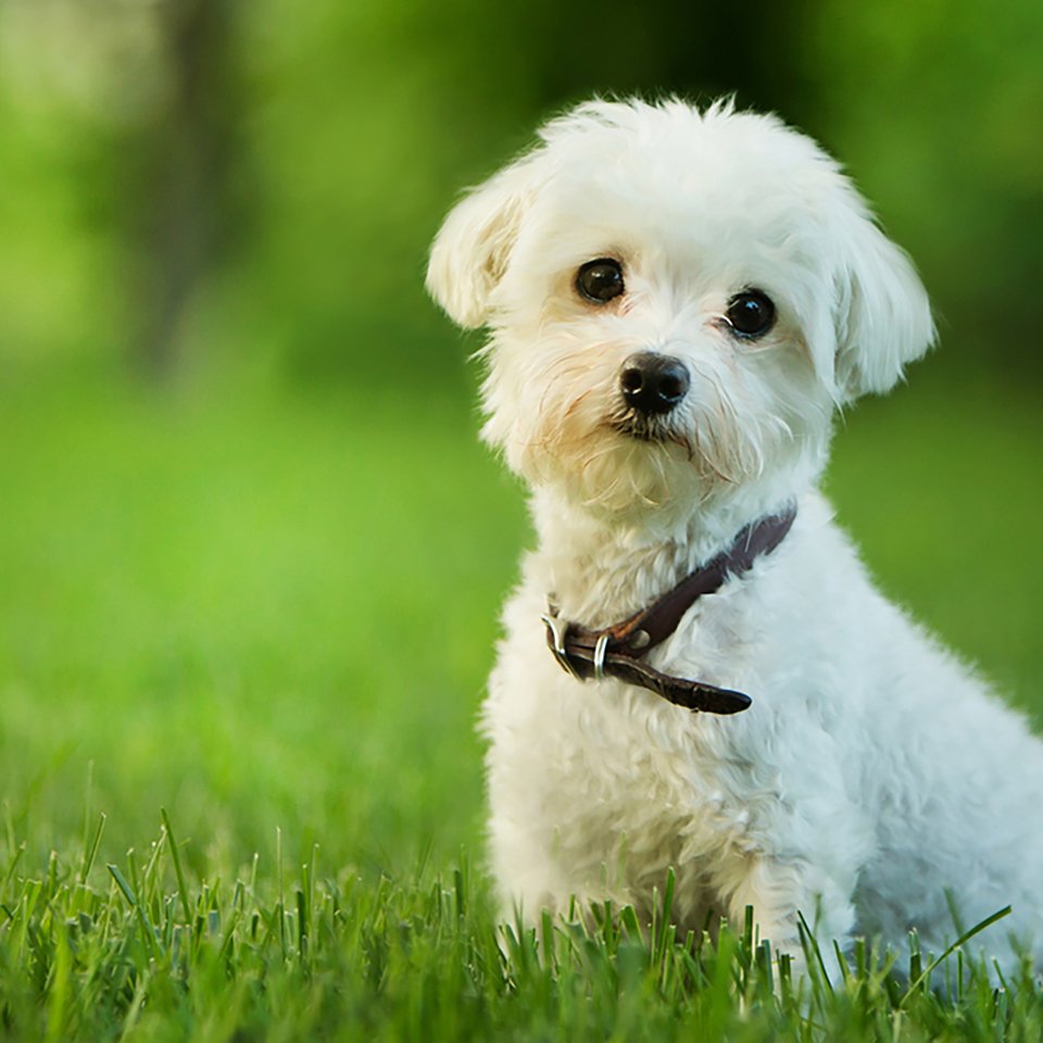 What to expect in your puppy's first 12 weeks