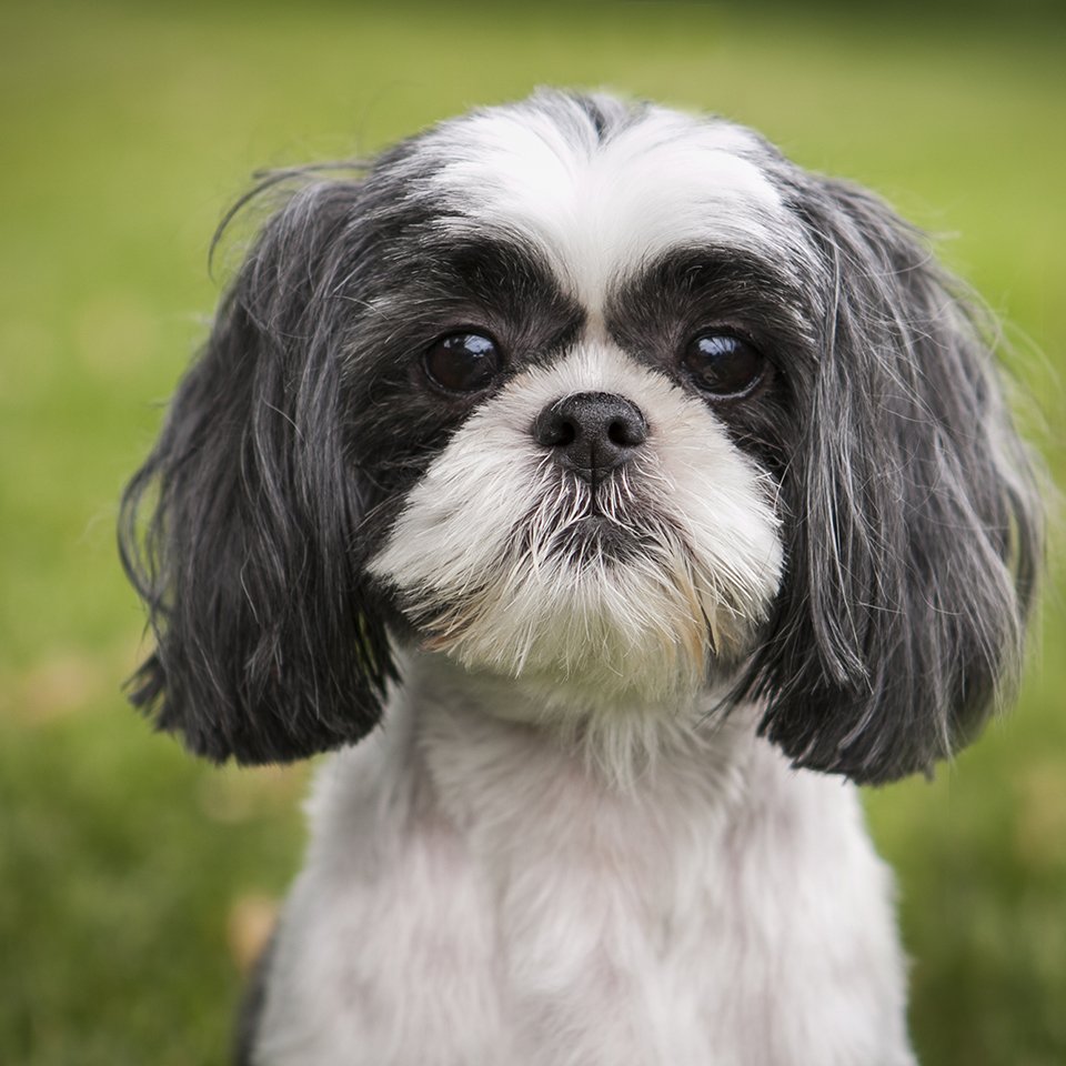 Shih Tzu