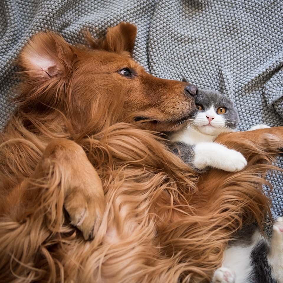 cat and dog snuggling