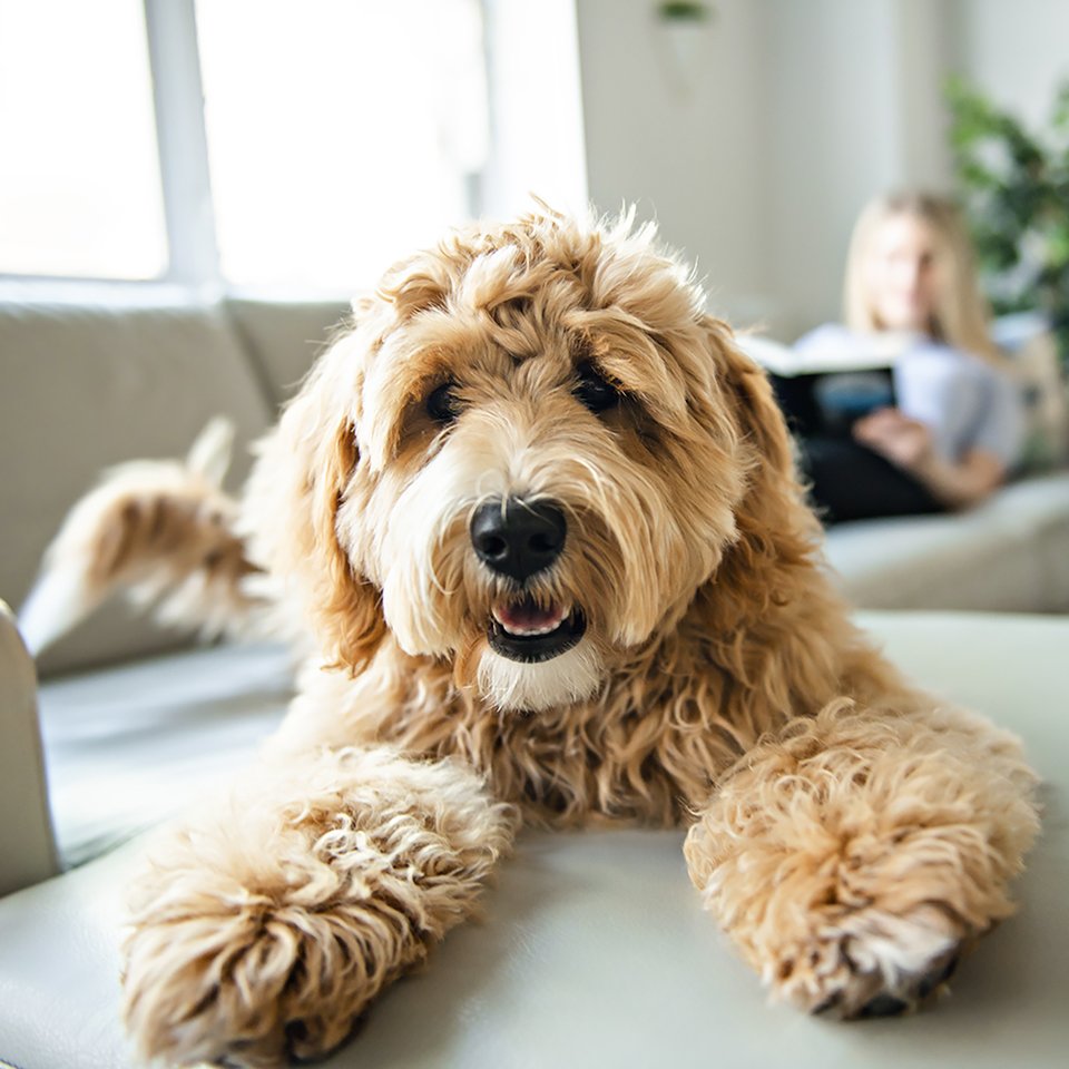 Goldendoodle