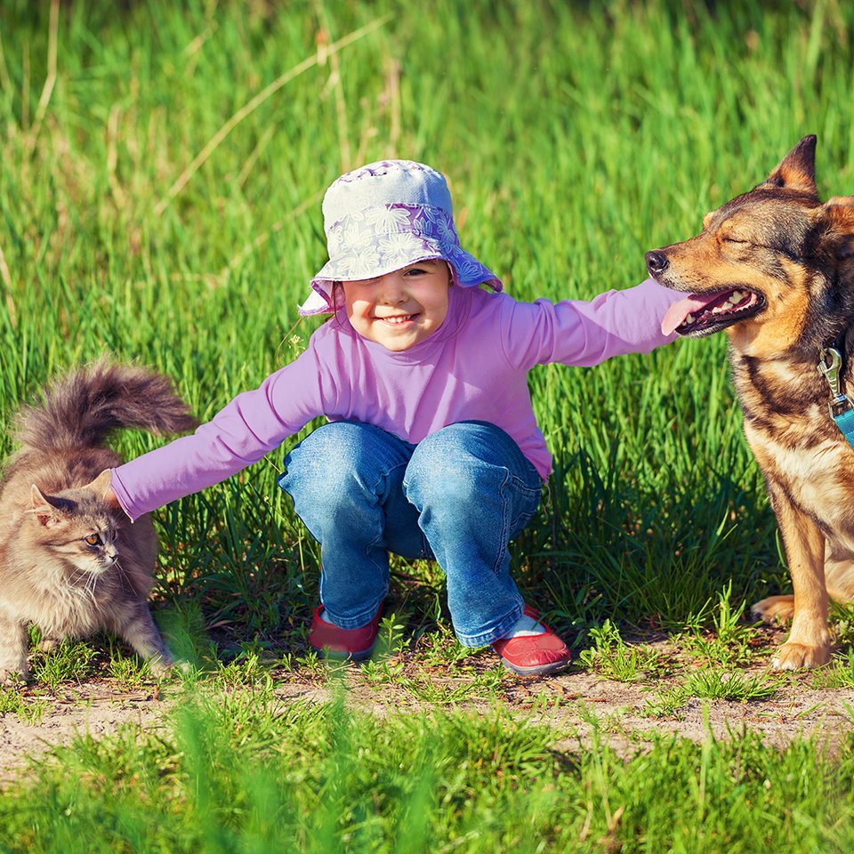 Pet guides