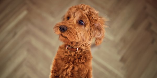 Pet Insurance.