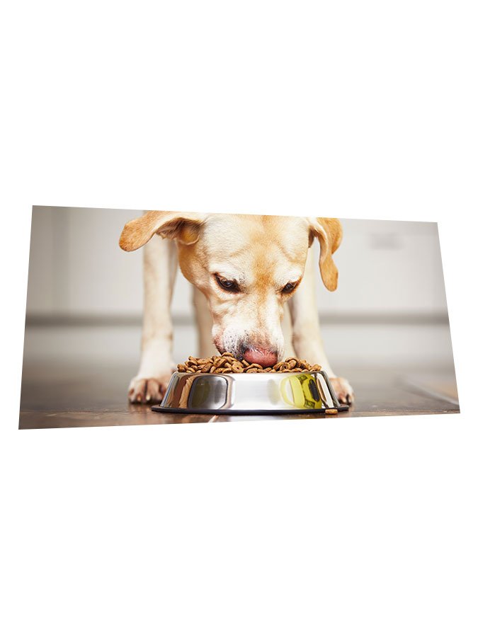 For your canine companion.