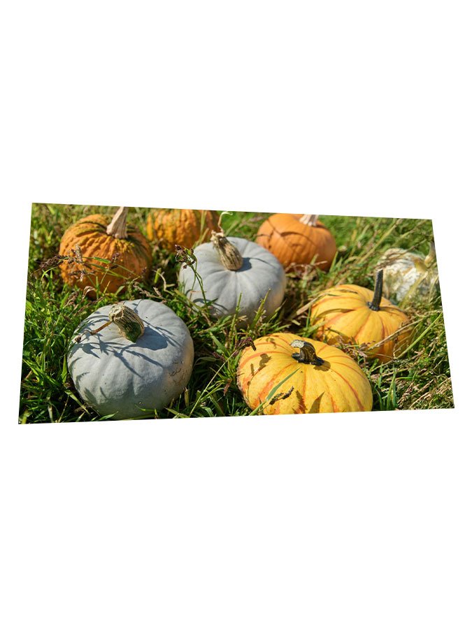 The pumpkin patch.