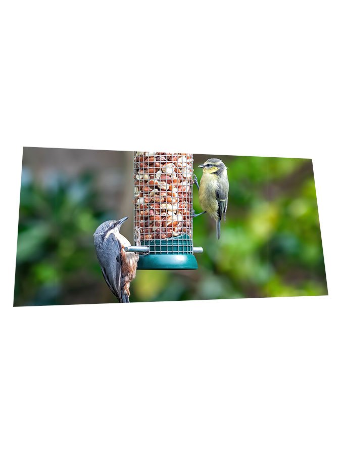 Welcome more wildlife into your garden.