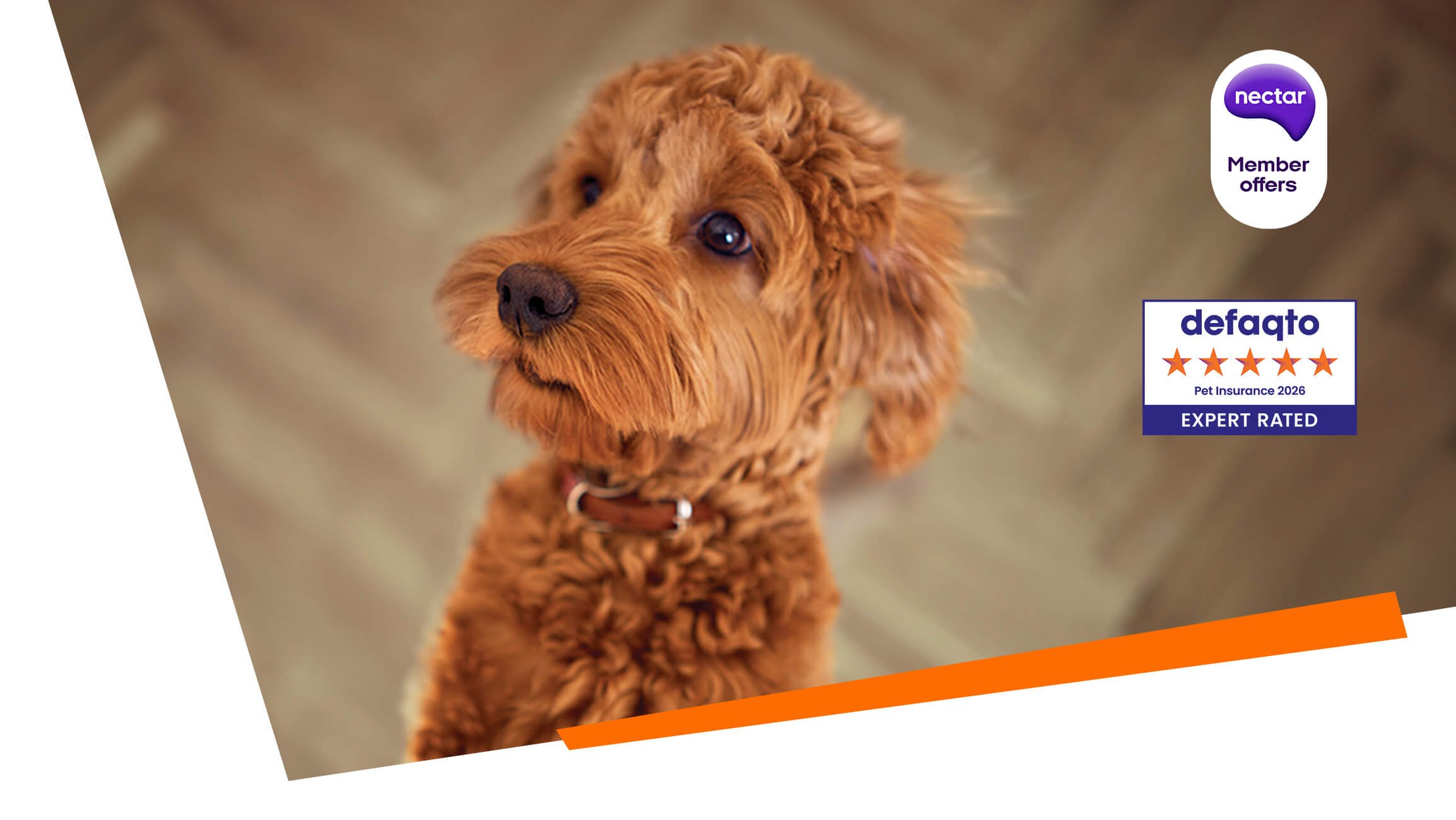 Pet insurance