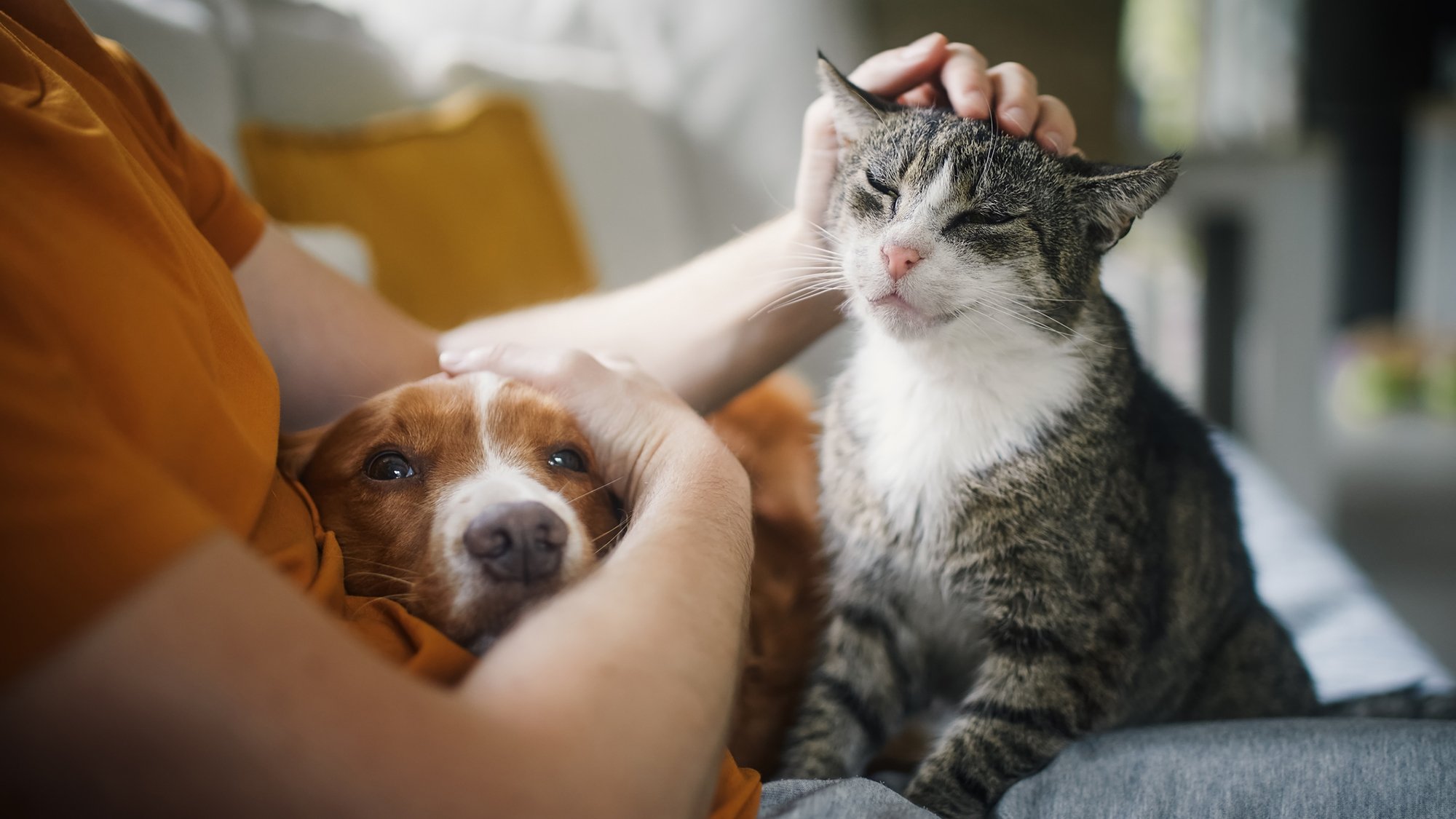 Happy home, happy pet