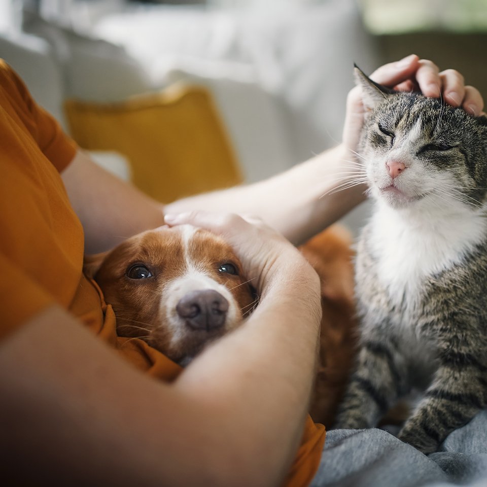 girl with cat and dog