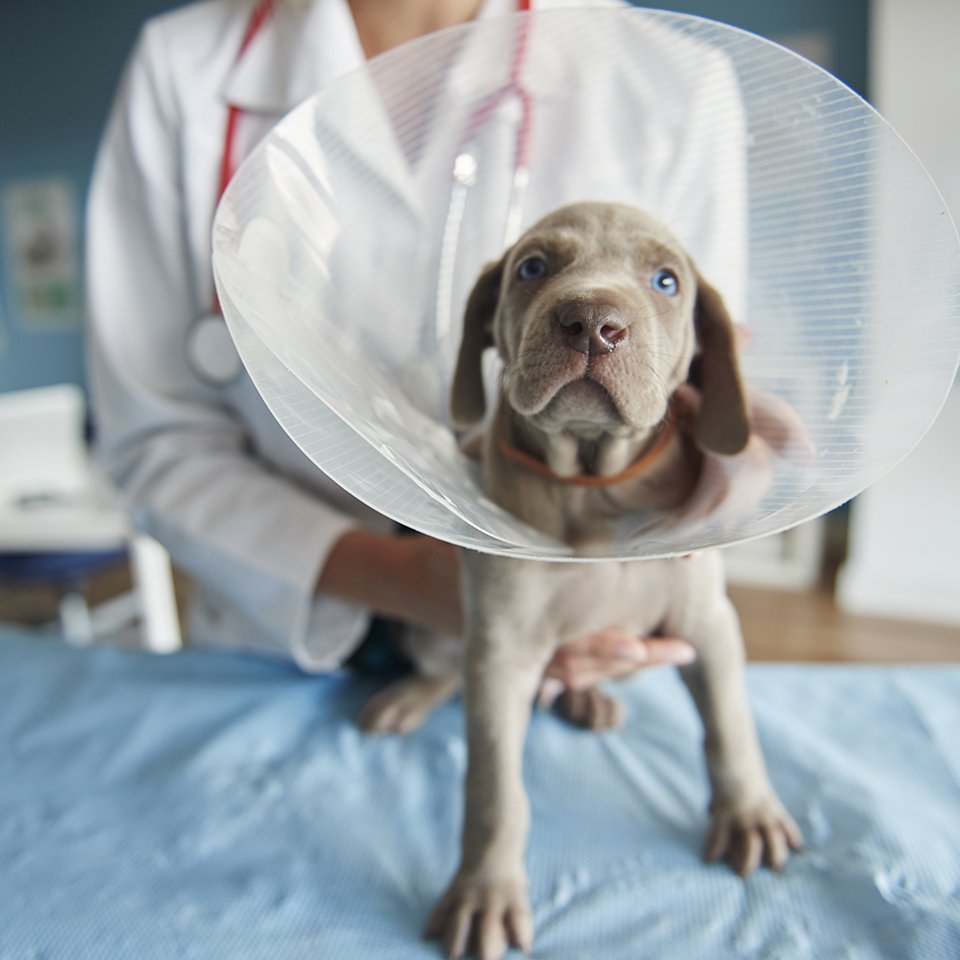 Pet insurance vs self insuring
