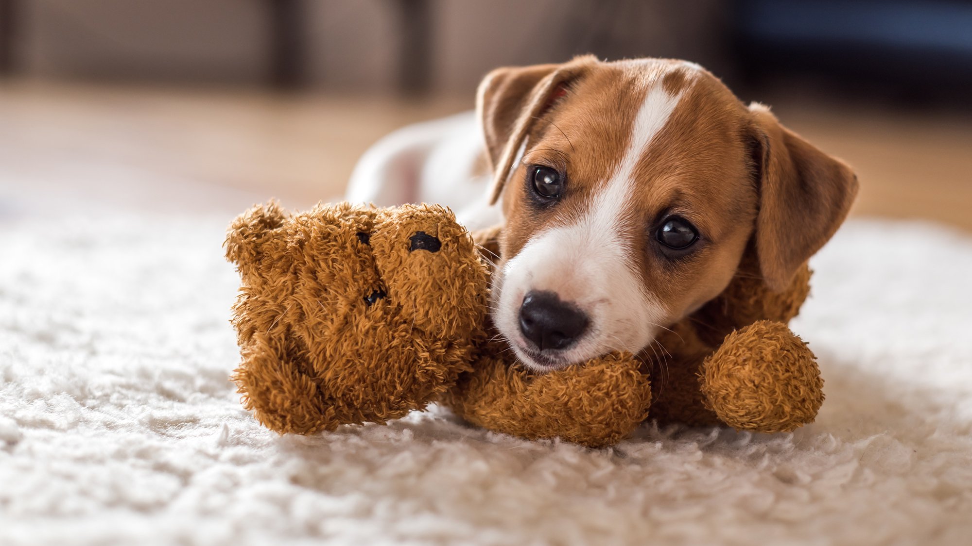 Pup with his teddy