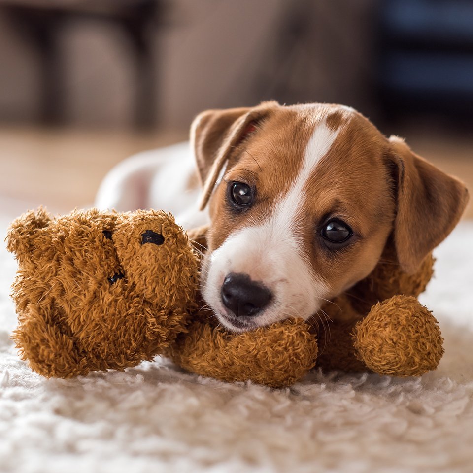 Puppy laying on a teddy bear