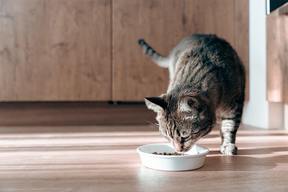 Wet or Dry Cat Food.