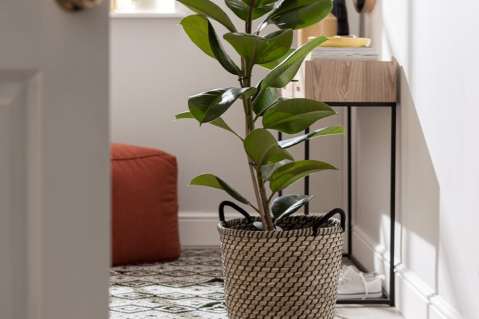 A tall rubber plant in a woven seagrass basket with handles.