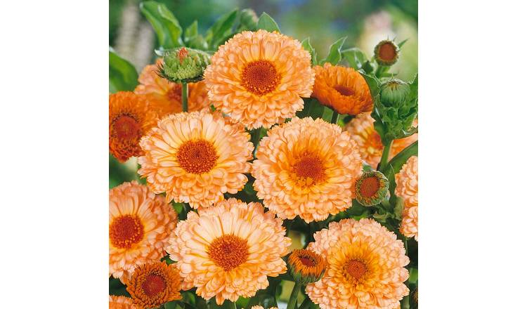 Unwins Calendula Seeds 'Pink Surprise' - 100 Seeds