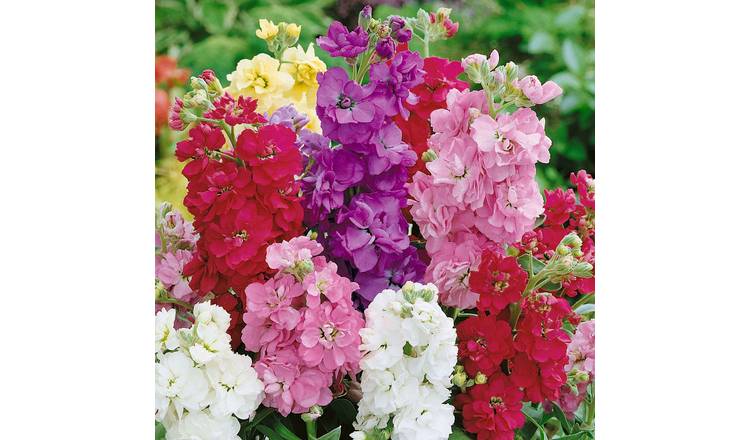 Unwins Stock Seeds 'Brompton Spring Flowering Mix' - 100 Seeds