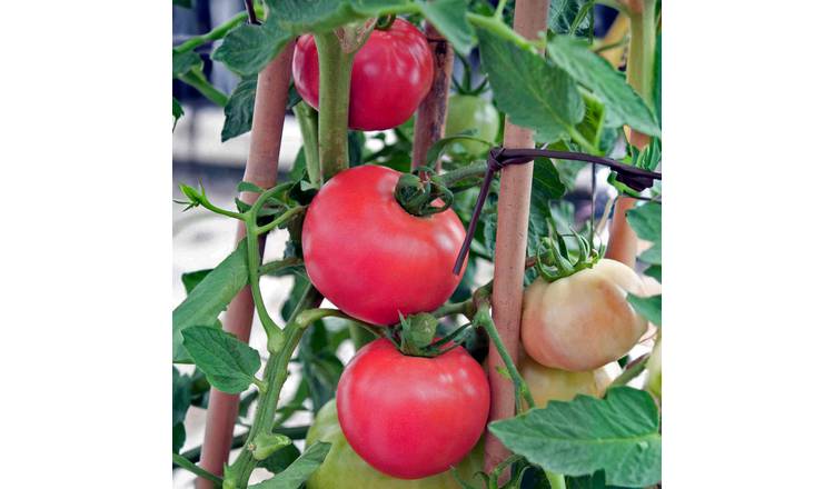 Marshalls Garden Tomato Seeds 'Honeymoon' F1 - 6 Seeds