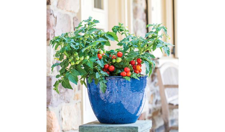 Marshalls Garden Veranda Red Tomato Seeds - 10 Seeds