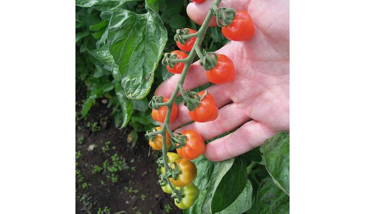 Marshalls Garden Tomato Seeds 'Fraise' - 15 Seeds