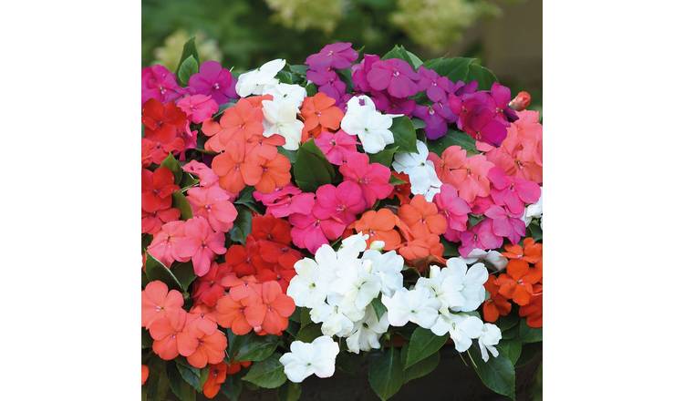 Marshalls Garden Impatiens Seeds 'Beacon Mixed' - 30 Seeds