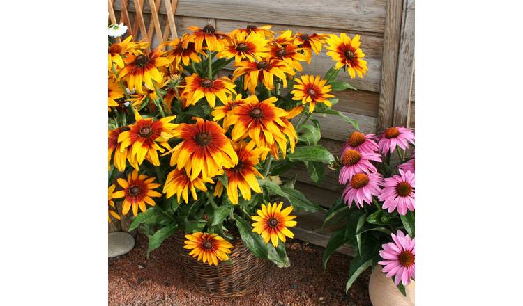 Marshalls Garden Rudbeckia Seeds 'Cappuccino' - 20 Seeds