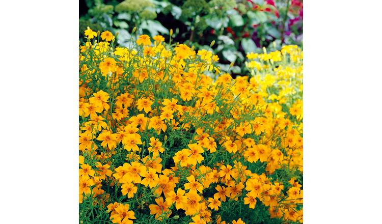 Unwins Tagetes Tenuifolia Seeds 'Golden Gem' - 450 Seeds