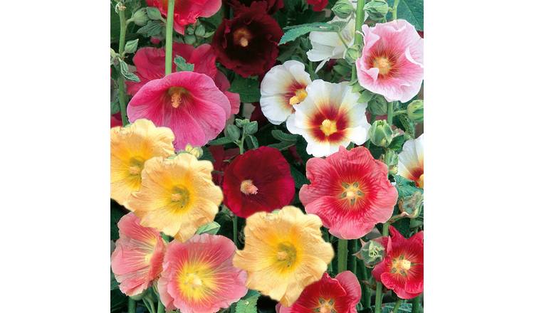 Unwins Hollyhock Seeds 'Country Dream Mix' - 50 Seeds