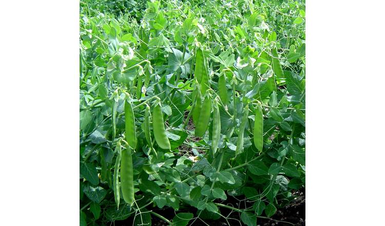 Marshalls Garden 'Sweet Horizon' Sweet Pea - 300 Seeds