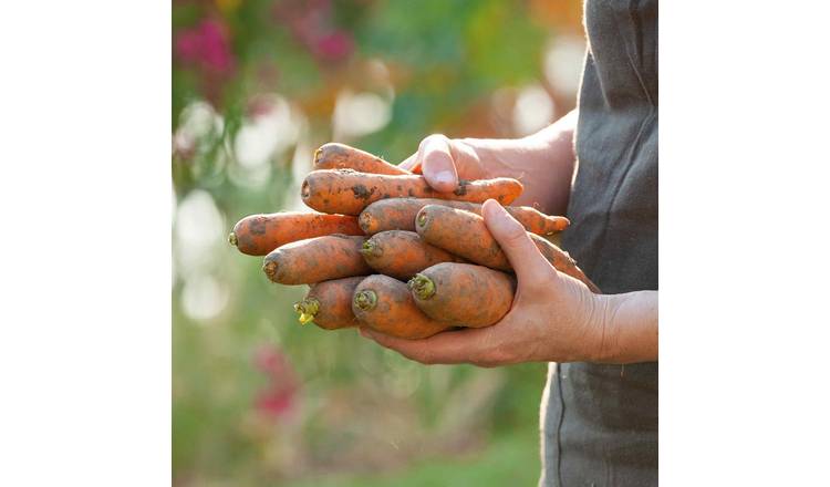 Marshalls Garden Autumn King 2 Winter Carrots - 16,900 Seeds