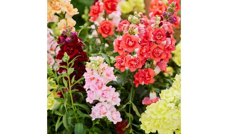 Unwins Antirrhinum Seeds 'Doubleshot Mix' - 25 Seeds