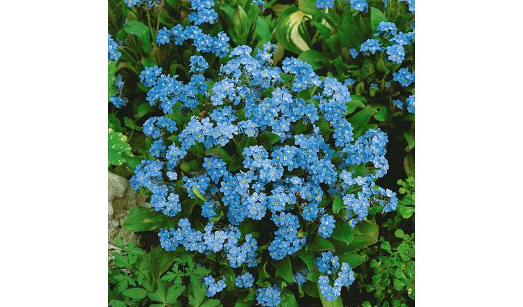 Unwins Forget Me Not Blue Seeds 'Cloud Myosotis' - 450 Seeds