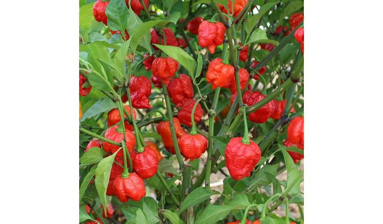 Marshalls Garden Chilli Pepper Seeds 'Armageddon' Extra-Hot Hybrid - 6 Seeds